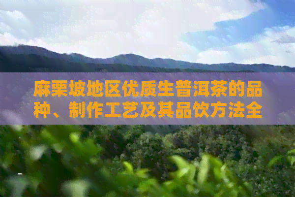 麻栗坡地区优质生普洱茶的品种、制作工艺及其品饮方法全面解析