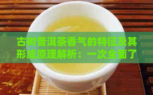 古树普洱茶香气的特征及其形成原理解析：一次全面了解