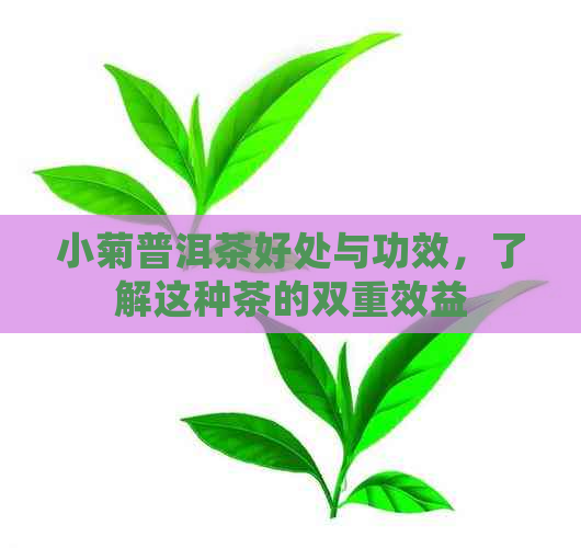 小菊普洱茶好处与功效，了解这种茶的双重效益