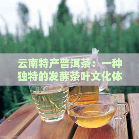 云南特产普洱茶：一种独特的发酵茶叶文化体验