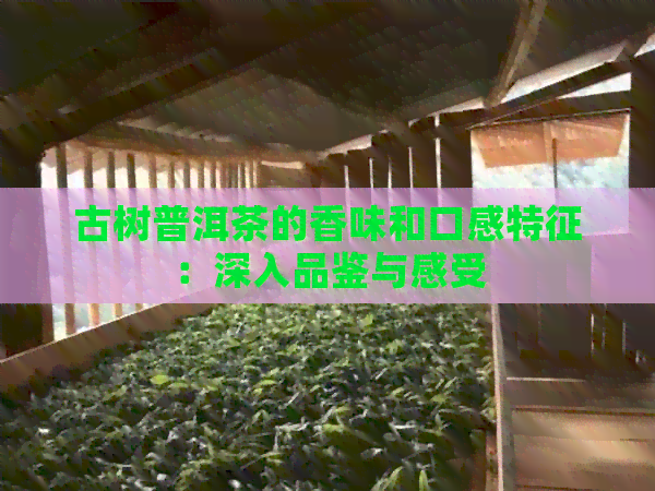 古树普洱茶的香味和口感特征：深入品鉴与感受