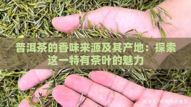 普洱茶的香味来源及其产地：探索这一特有茶叶的魅力