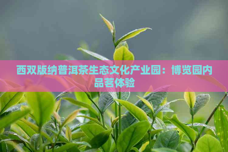 西双版纳普洱茶生态文化产业园：博览园内品茗体验