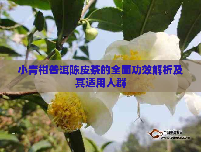 小青柑普洱陈皮茶的全面功效解析及其适用人群