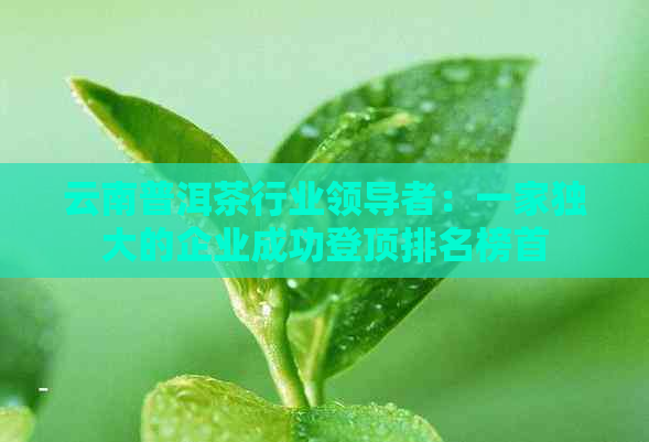 云南普洱茶行业领导者：一家独大的企业成功登顶排名榜首