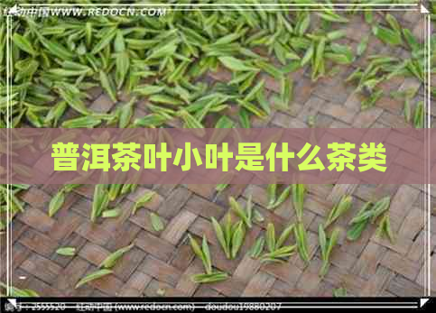 普洱茶叶小叶是什么茶类