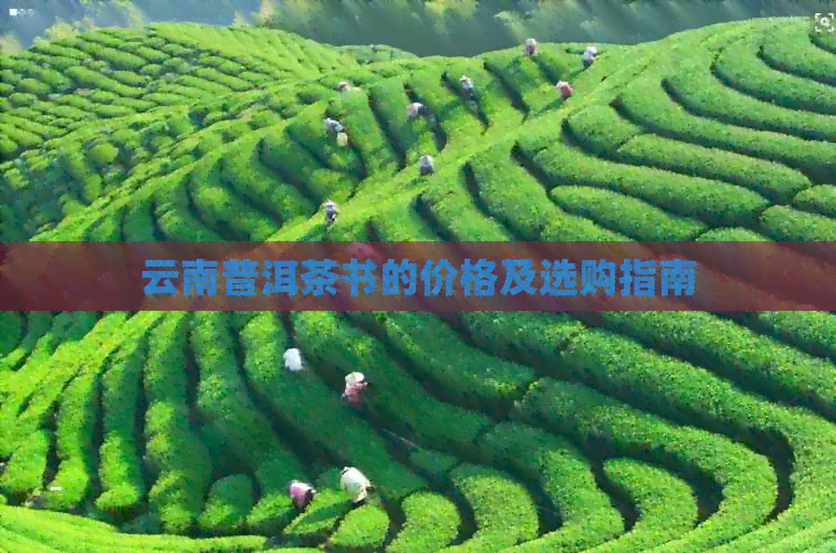 云南普洱茶书的价格及选购指南