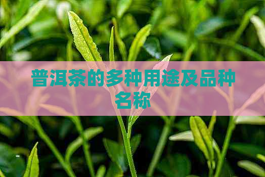 普洱茶的多种用途及品种名称