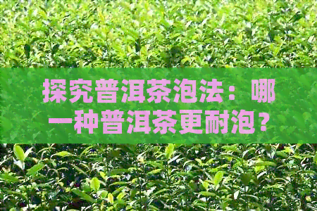 探究普洱茶泡法：哪一种普洱茶更耐泡？