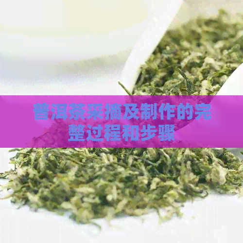 普洱茶采摘及制作的完整过程和步骤