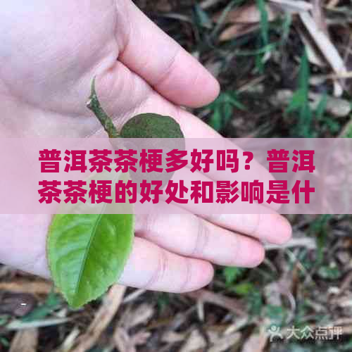 普洱茶茶梗多好吗？普洱茶茶梗的好处和影响是什么？