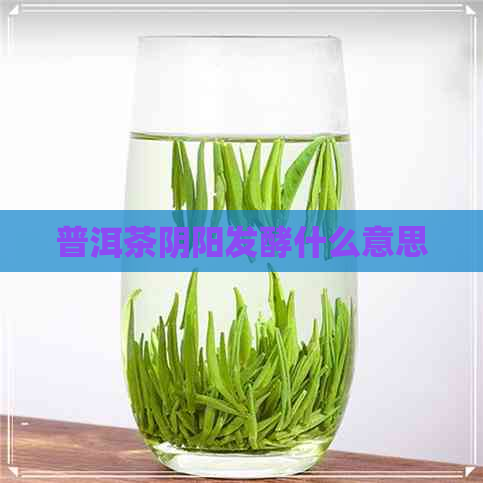 普洱茶阴阳发酵什么意思