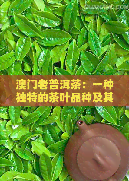 老普洱茶：一种独特的茶叶品种及其产地、制作工艺和品鉴技巧的全面介绍