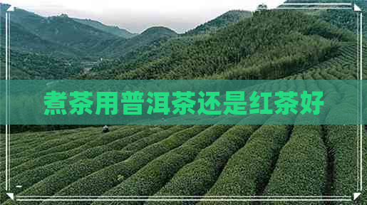 煮茶用普洱茶还是红茶好