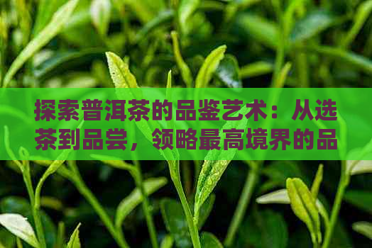 探索普洱茶的品鉴艺术：从选茶到品尝，领略更高境界的品茶之道