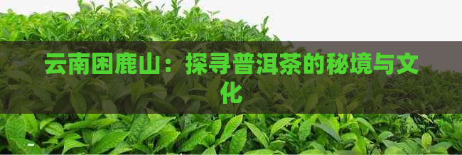 云南困鹿山：探寻普洱茶的秘境与文化