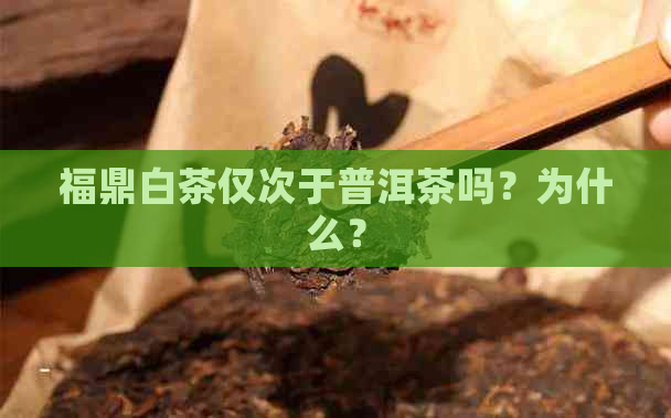 福鼎白茶仅次于普洱茶吗？为什么？