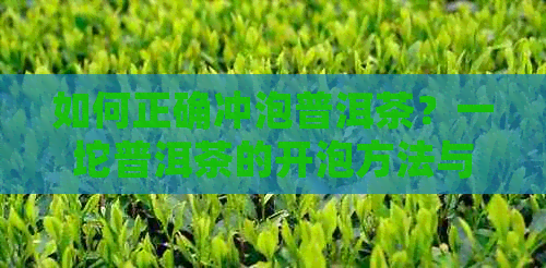 如何正确冲泡普洱茶？一坨普洱茶的开泡方法与技巧解析