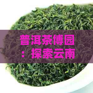 普洱茶博园：探索云南茶文化的魅力与历，品尝世界级的普洱茶品鉴