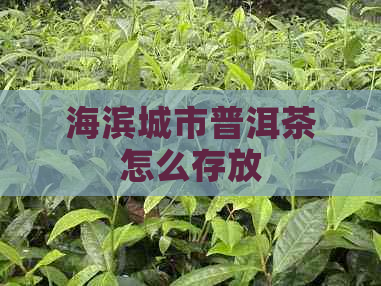 海滨城市普洱茶怎么存放