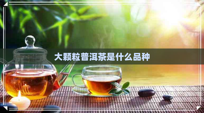 大颗粒普洱茶是什么品种