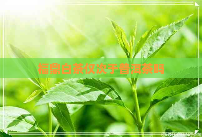 福鼎白茶仅次于普洱茶吗