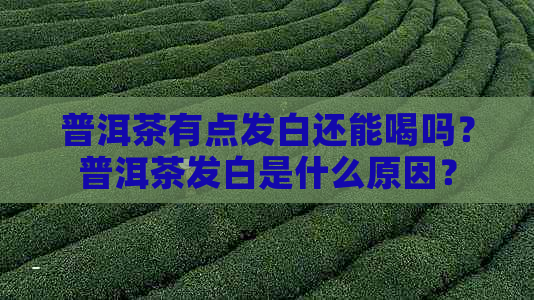 普洱茶有点发白还能喝吗？普洱茶发白是什么原因？