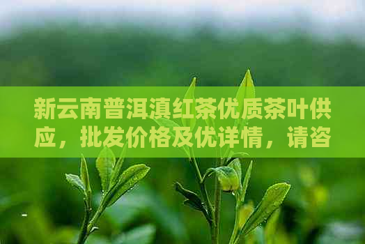 新云南普洱滇红茶优质茶叶供应，批发价格及优详情，请咨询！