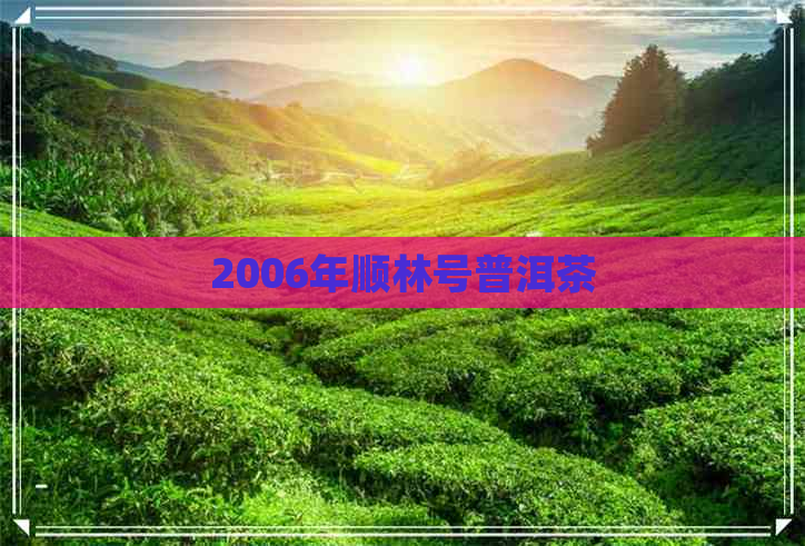 2006年顺林号普洱茶