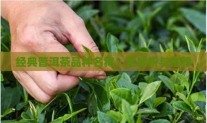 经典普洱茶品种名称：全解析与推荐