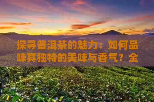 探寻普洱茶的魅力：如何品味其独特的美味与香气？全方位指南与建议