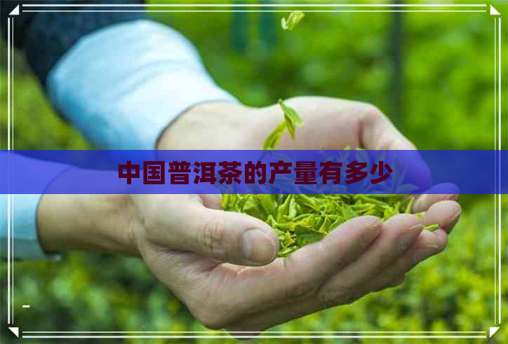 中国普洱茶的产量有多少