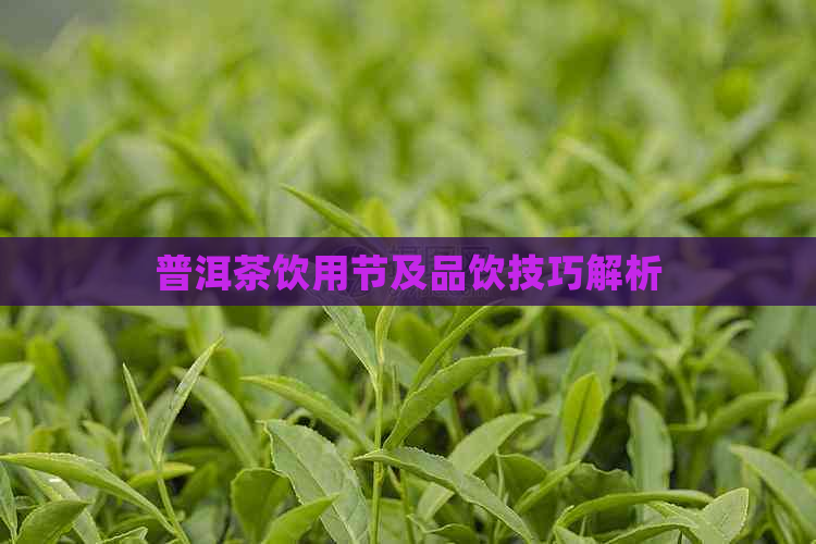 普洱茶饮用节及品饮技巧解析