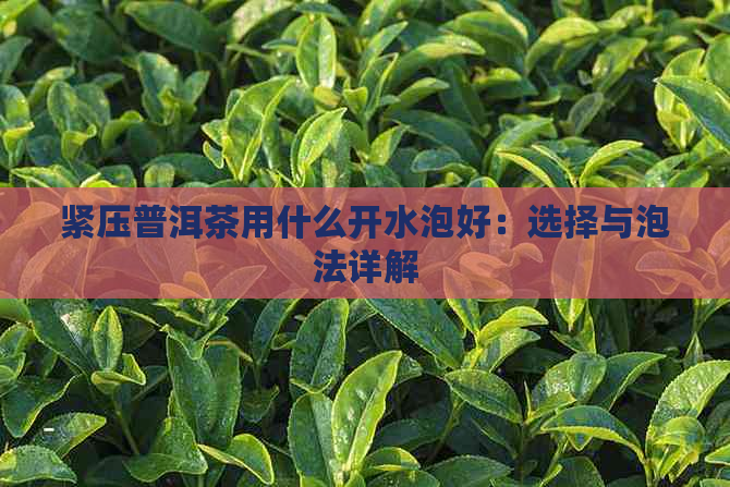 紧压普洱茶用什么开水泡好：选择与泡法详解