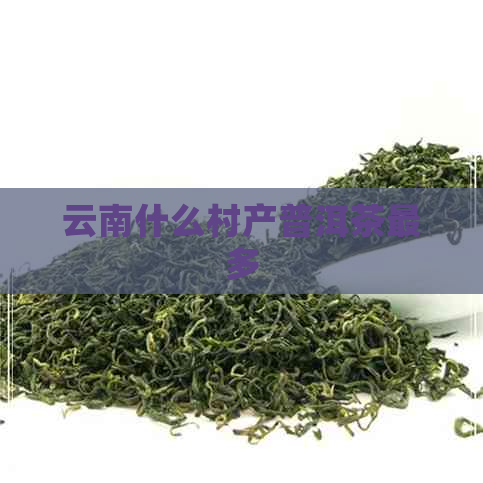 云南什么村产普洱茶最多