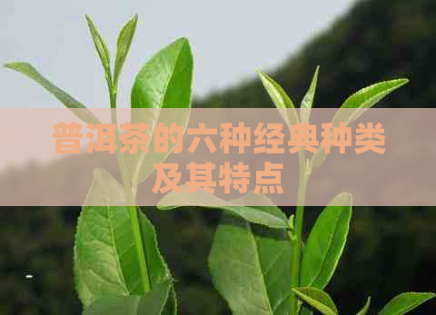 普洱茶的六种经典种类及其特点