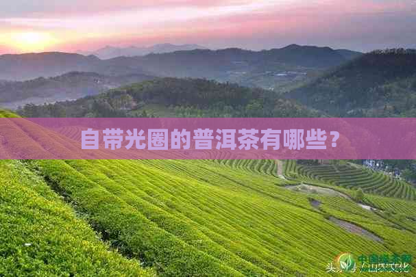 自带光圈的普洱茶有哪些？