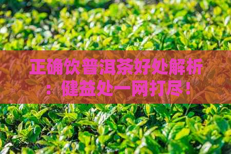 正确饮普洱茶好处解析：健益处一网打尽！