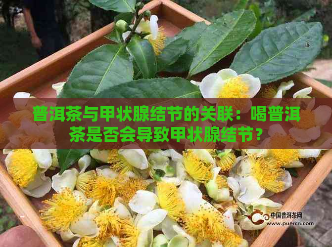 普洱茶与甲状腺结节的关联：喝普洱茶是否会导致甲状腺结节？