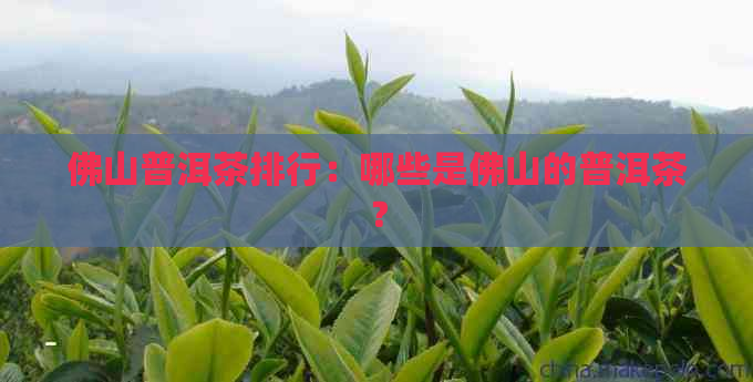 佛山普洱茶排行：哪些是佛山的普洱茶？