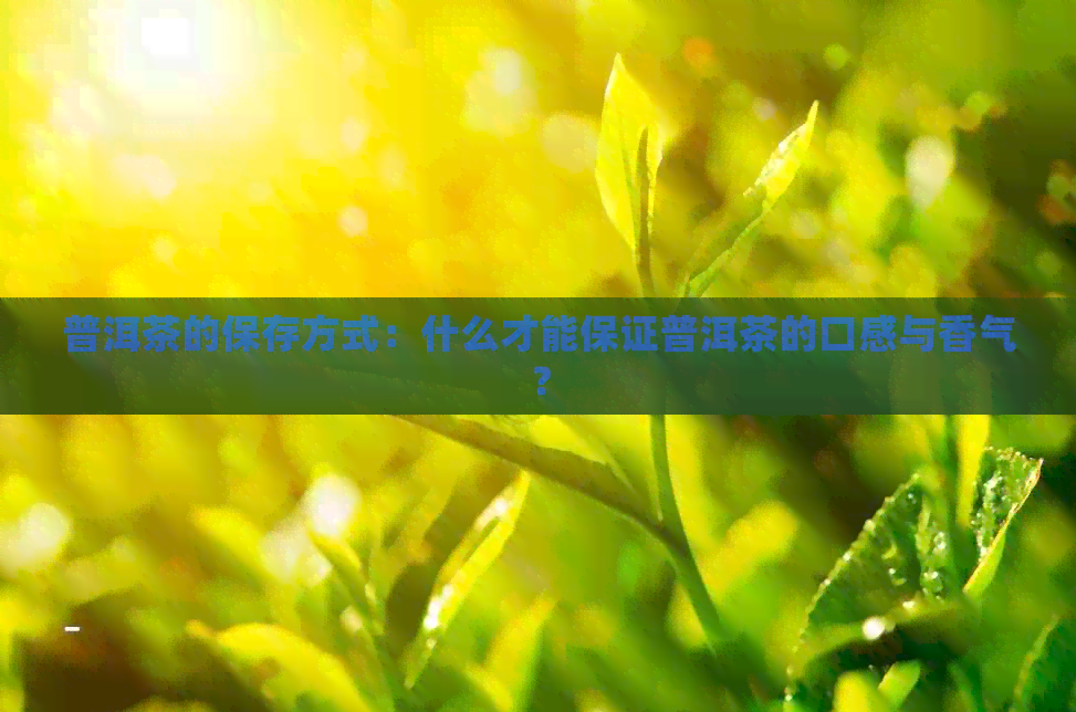 普洱茶的保存方式：什么才能保证普洱茶的口感与香气？