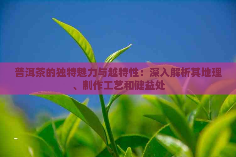 普洱茶的独特魅力与越特性：深入解析其地理、制作工艺和健益处