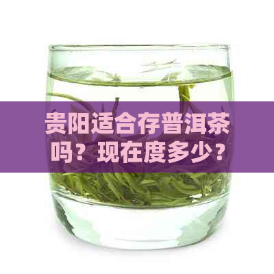 贵阳适合存普洱茶吗？现在度多少？