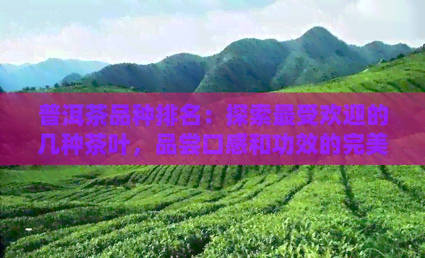 普洱茶品种排名：探索更受欢迎的几种茶叶，品尝口感和功效的完美结合