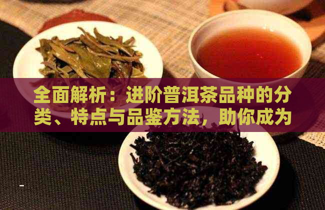 全面解析：进阶普洱茶品种的分类、特点与品鉴方法，助你成为普洱茶专家