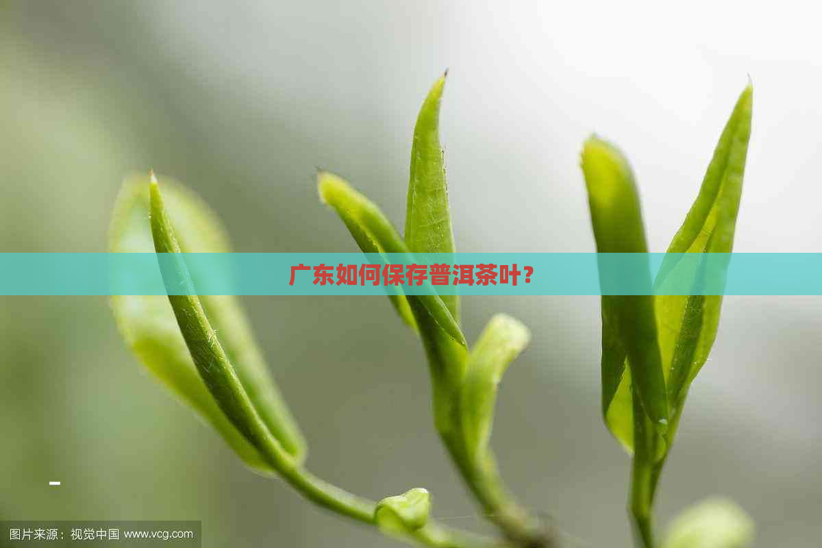 广东如何保存普洱茶叶？