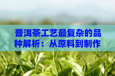 普洱茶工艺最复杂的品种解析：从原料到制作的全过程详解