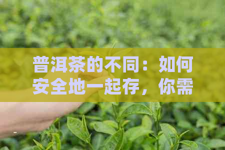 普洱茶的不同：如何安全地一起存，你需要注意的细节