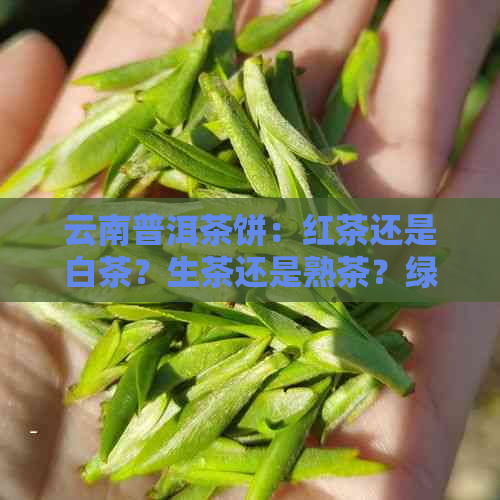 云南普洱茶饼：红茶还是白茶？生茶还是熟茶？绿茶还是黑茶？