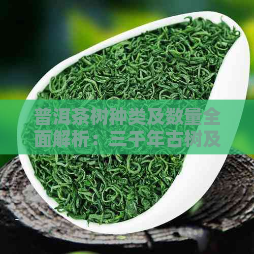 普洱茶树种类及数量全面解析：三千年古树及其他品种的分布与影响